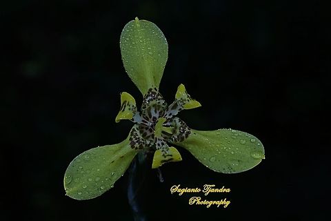 Airis flower, Iris Sp (Iridaceae)  Geotagged,Indonesia,Winter