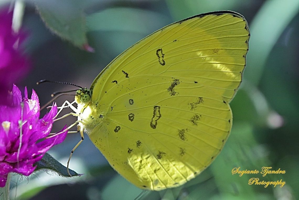 Three-spot grass yellow, Eurema blanda  Eurema blanda,Geotagged,Indonesia,Three-spot grass yellow,Winter