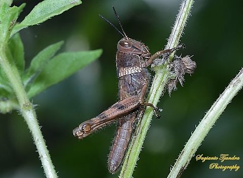 Brown Locust nymph, Acrididae Sp  Geotagged,Indonesia,Winter