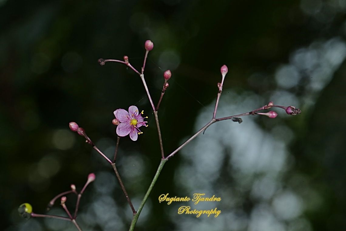 Ginseng Variegata, Talinum triangulare (Portulacaceae)  Geotagged,Indonesia,Talinum fruticosum,Winter