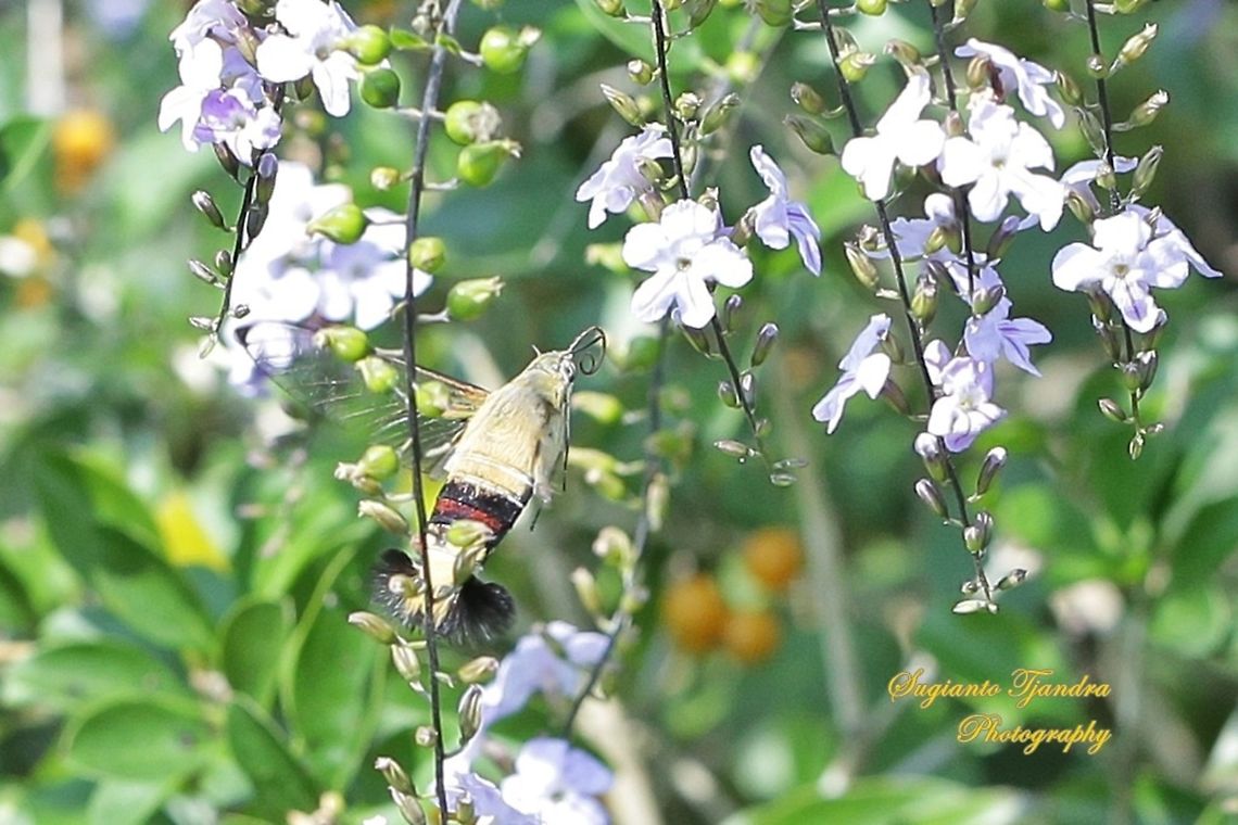 Coffee Bee Hawkmoth (Cephonodes hylas)  Cephonodes hylas,Coffee bee hawkmoth,Geotagged,Indonesia,Winter