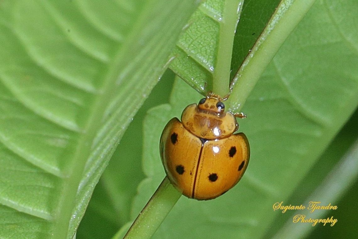 Lady Beetle, Coccinellidae  Geotagged,Indonesia,Winter