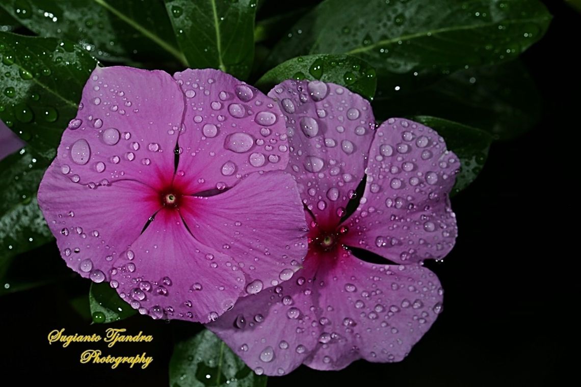 Tapak Dara / Madagascar Periwinkle, Apocynaceae  Geotagged,Indonesia,Winter