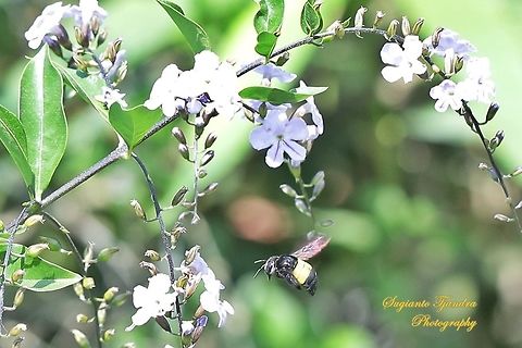 Carpenter Bee, Xylocopa caffra  Geotagged,Indonesia,Winter,Xylocopa caffra
