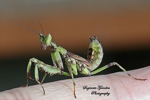 Flower mantis Nymph (Creobroter Sp)  Geotagged,Indonesia,Winter