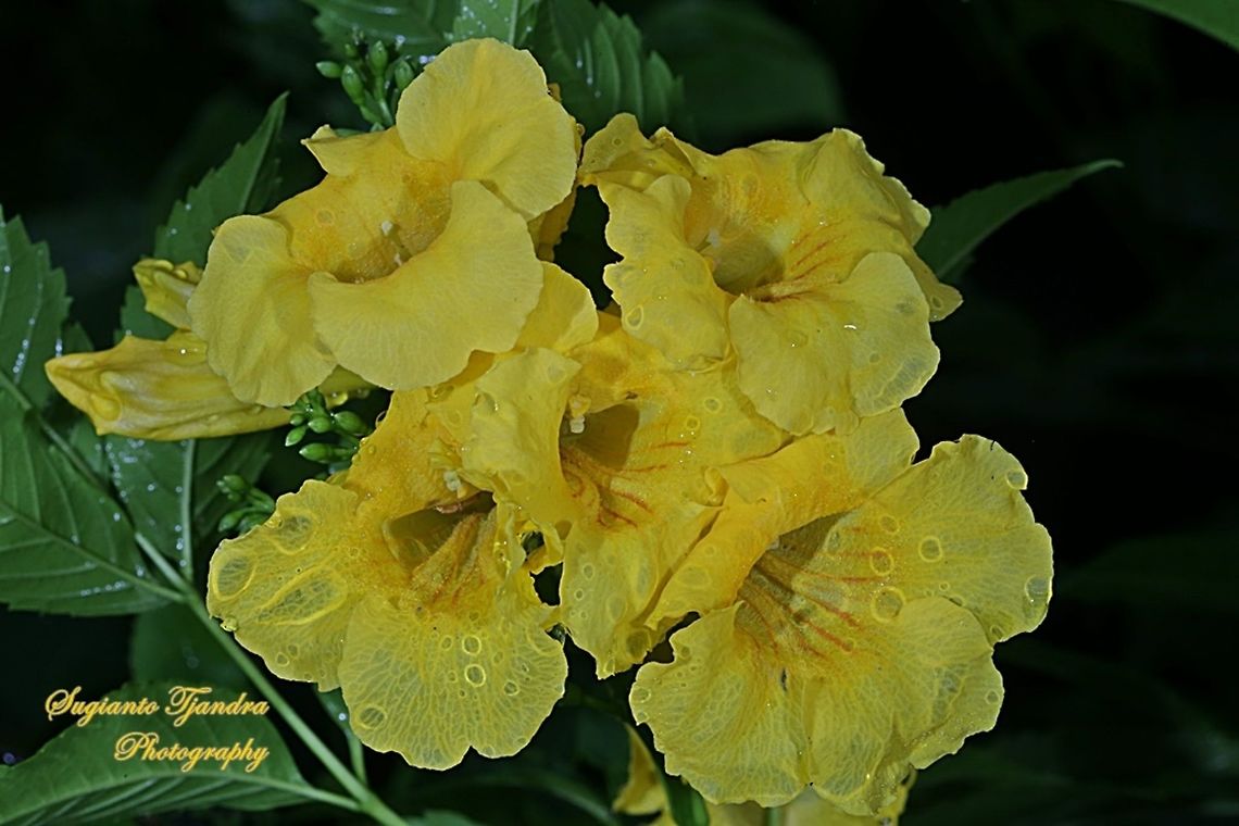 Arizona Yellow Bells, Bignoniaceae  Geotagged,Indonesia,Winter