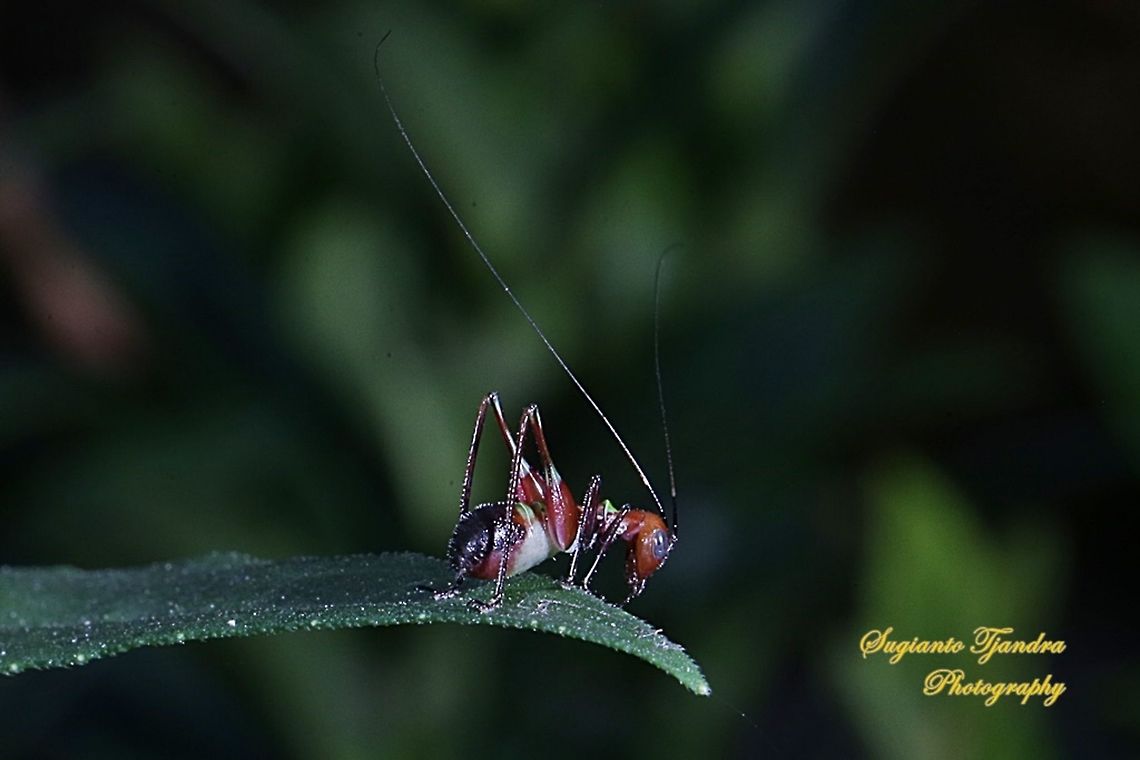 Ant mimicking Katydid, Macroxiphus sp  Geotagged,Indonesia,Winter