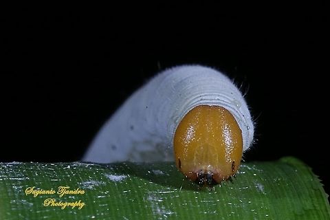 Bamboo leaf caterpillar  Geotagged,Indonesia,Winter