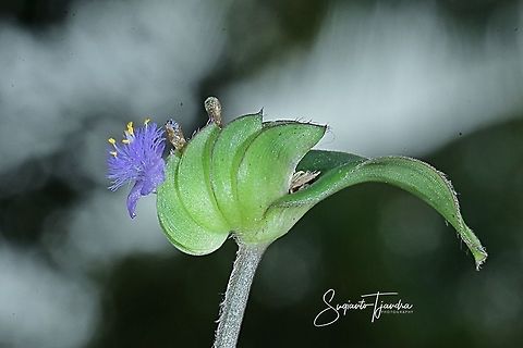 The Exotic Rooster flower of weeds  Geotagged,Indonesia,Winter