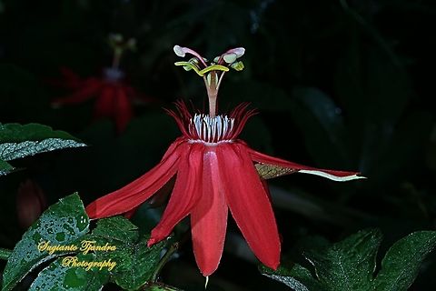 The Crimson Passion Flower, PassifloraVitifolia (Passifloraceae)  Crimson passion flower,Geotagged,Indonesia,Passiflora vitifolia,Winter