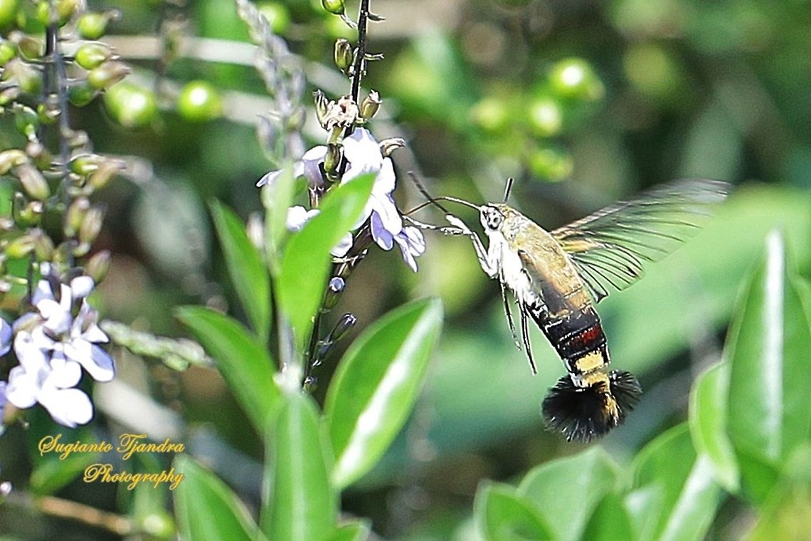 Coffee Bee Hawkmoth (Cephonodes hylas)  Cephonodes hylas,Coffee bee hawkmoth,Geotagged,Indonesia,Winter
