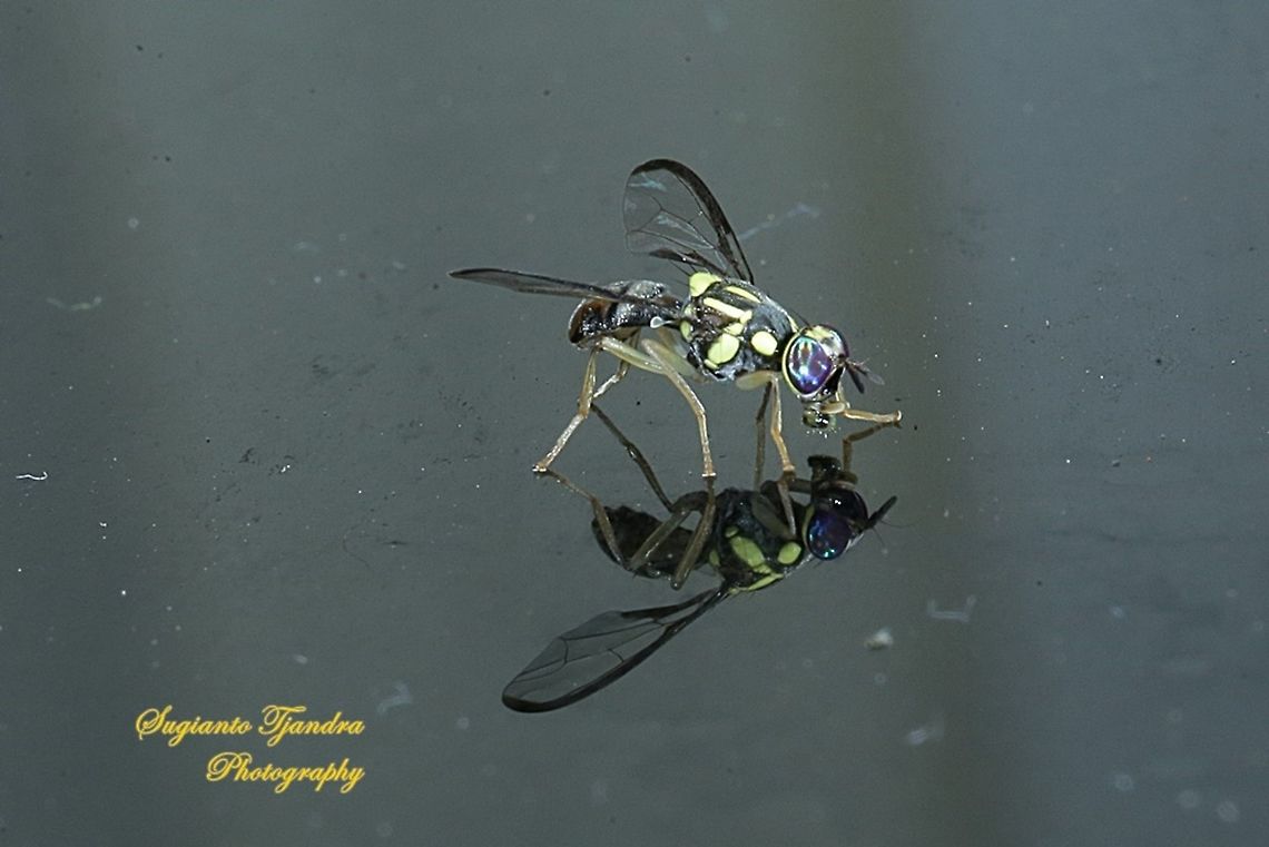Oriental fruit fly, Bactrocera Dorsalis  Bactrocera dorsalis,Geotagged,Indonesia,Oriental Fruit Fly,Winter