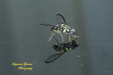 Oriental fruit fly, Bactrocera Dorsalis  Bactrocera dorsalis,Geotagged,Indonesia,Oriental Fruit Fly,Winter