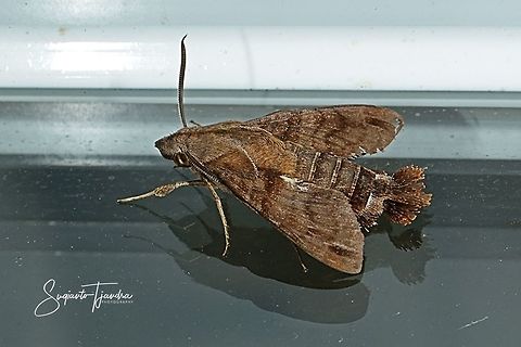 Hummingbird Hawk Moth  Geotagged,Indonesia,Winter