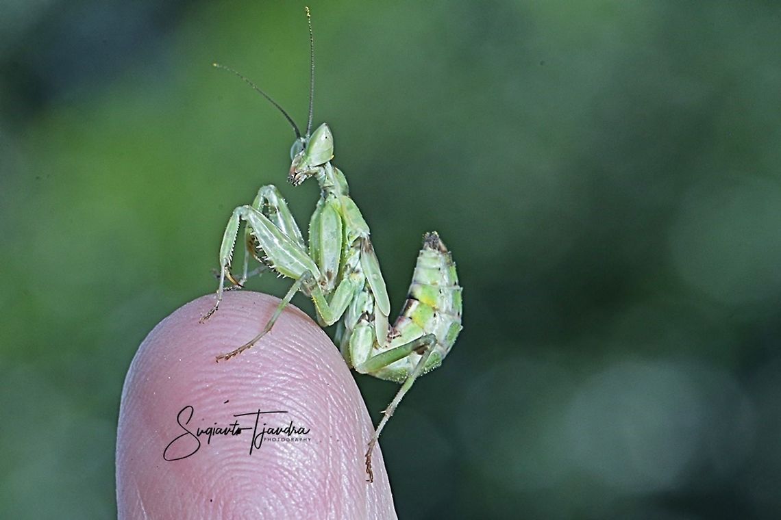 Flower mantis Nymph (Creobroter Sp)  Geotagged,Indonesia,Winter