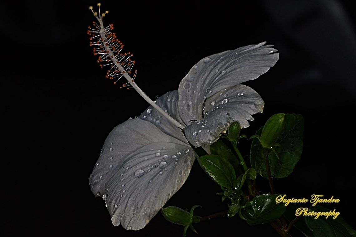 White Hibiscus Flower  Geotagged,Indonesia,Winter