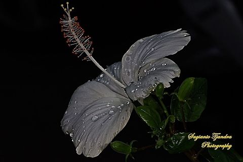 White Hibiscus Flower  Geotagged,Indonesia,Winter
