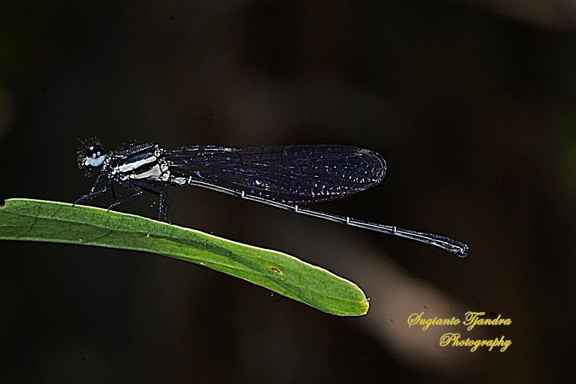 Marsh Dancer Damselfly (Onychargia atrocyana) - Male  Geotagged,Indonesia,Winter