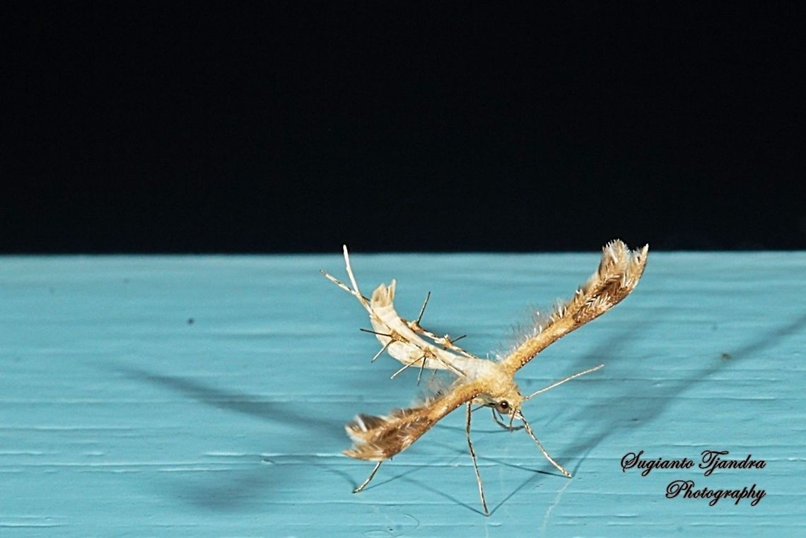 Plume Moth, Pterophoridae  Geotagged,Indonesia,Winter