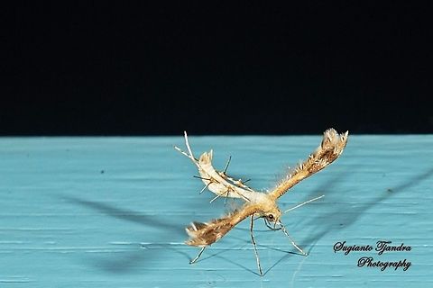 Plume Moth, Pterophoridae  Geotagged,Indonesia,Winter