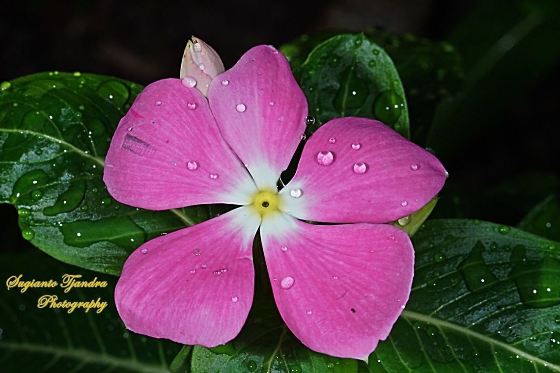Vinca Periwinkle, Apocynaceae  Geotagged,Indonesia,Winter