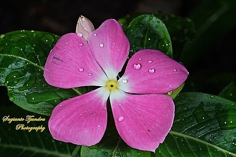 Vinca Periwinkle, Apocynaceae  Geotagged,Indonesia,Winter
