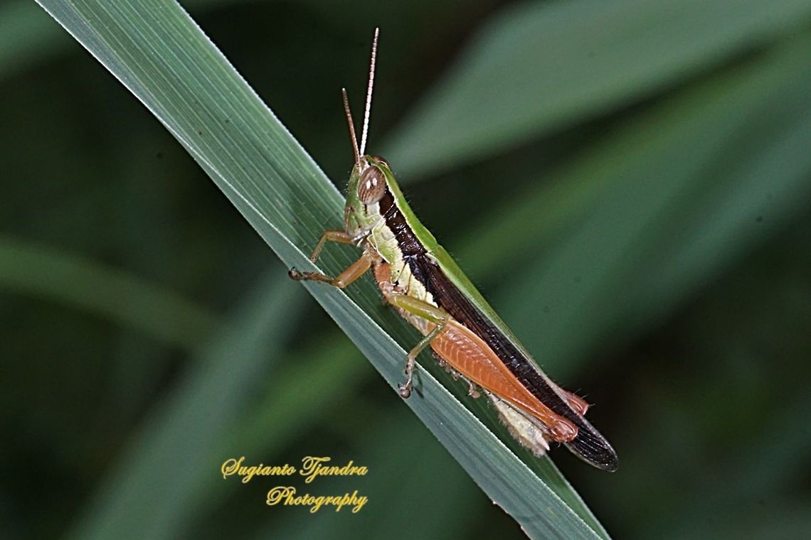 Grasshoppers,  Oxya hyla subsp. intricata  Geotagged,Indonesia,Oxya hyla,Winter