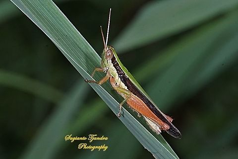 Grasshoppers,  Oxya hyla subsp. intricata  Geotagged,Indonesia,Oxya hyla,Winter