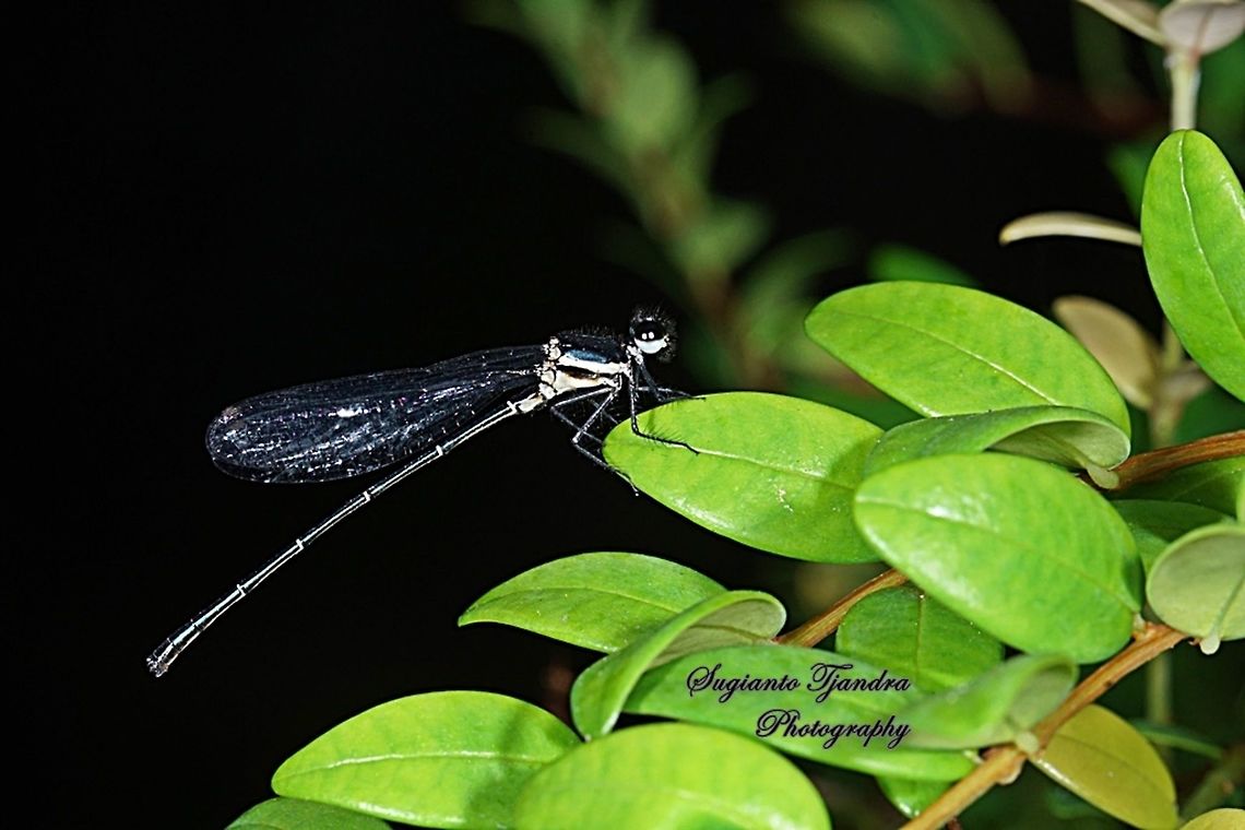 Marsh Dancer Damselfly (Onychargia atrocyana) - Male  Geotagged,Indonesia,Marsh dancer,Onychargia atrocyana,Winter