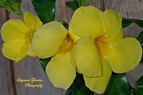 Allamanda flower, Apocynaceae  Geotagged,Indonesia,Winter