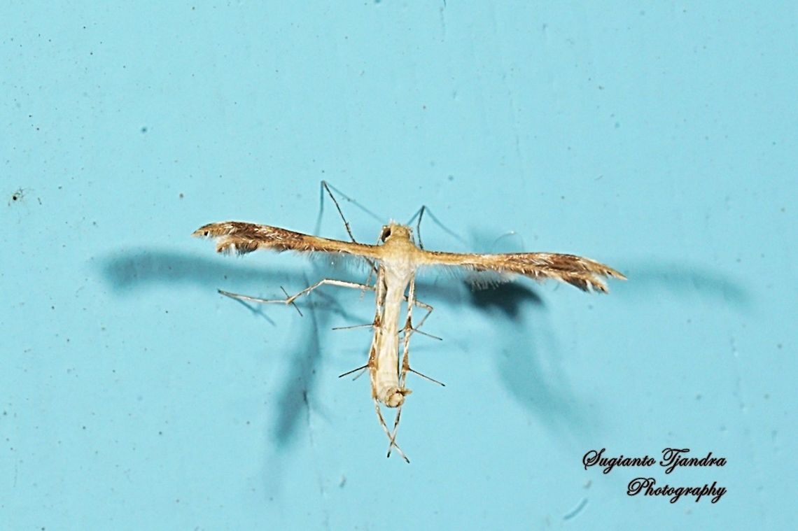 Plume Moth, Pterophoridae  Geotagged,Indonesia,Winter