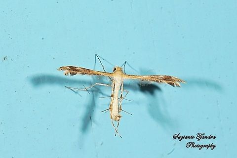 Plume Moth, Pterophoridae  Geotagged,Indonesia,Winter