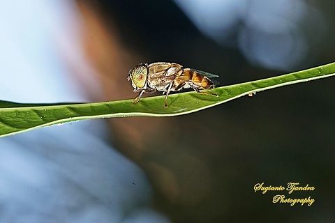Big headed hoverfly, Eristalinus megacephalus  Eristalinus megacephalus,Geotagged,Indonesia,Winter