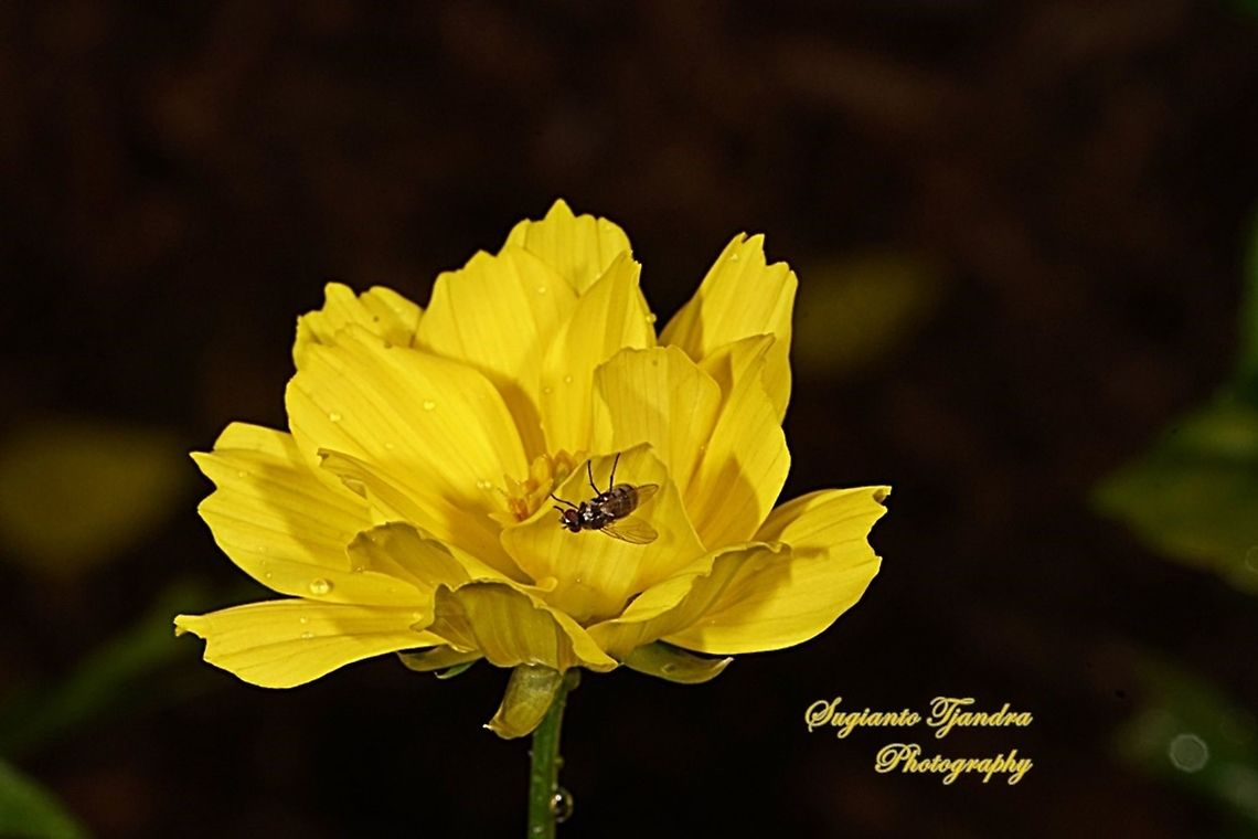 Yellow Cosmos (Cosmos sulphureus)  Cosmos sulphureus,Geotagged,Indonesia,Winter,Yellow Cosmos