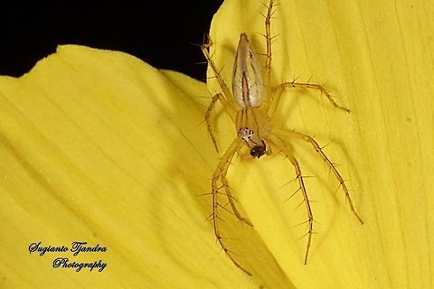 Lynx Spider w/prey  Geotagged,Indonesia,Winter