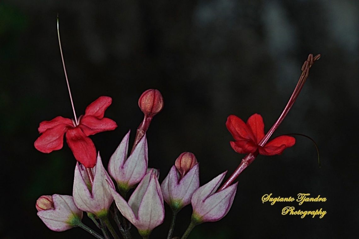 Nona makan sirih/Bleeding-heart vine (Clerodendrum thomsoniae)  Clerodendrum thomsoniae,Geotagged,Indonesia,Winter