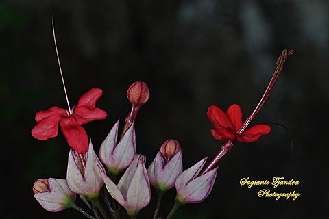 Nona makan sirih/Bleeding-heart vine (Clerodendrum thomsoniae)  Clerodendrum thomsoniae,Geotagged,Indonesia,Winter