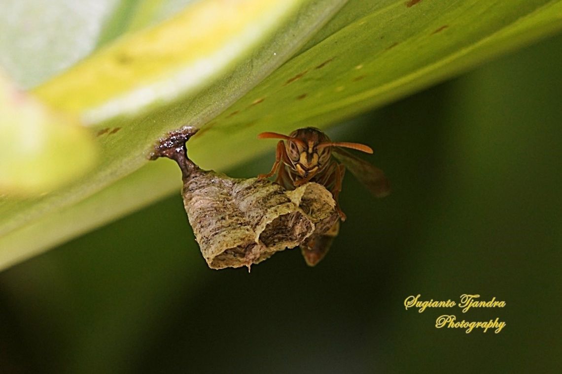Small Brown Paper Wasp, Ropalidia Sp  Geotagged,Indonesia,Winter