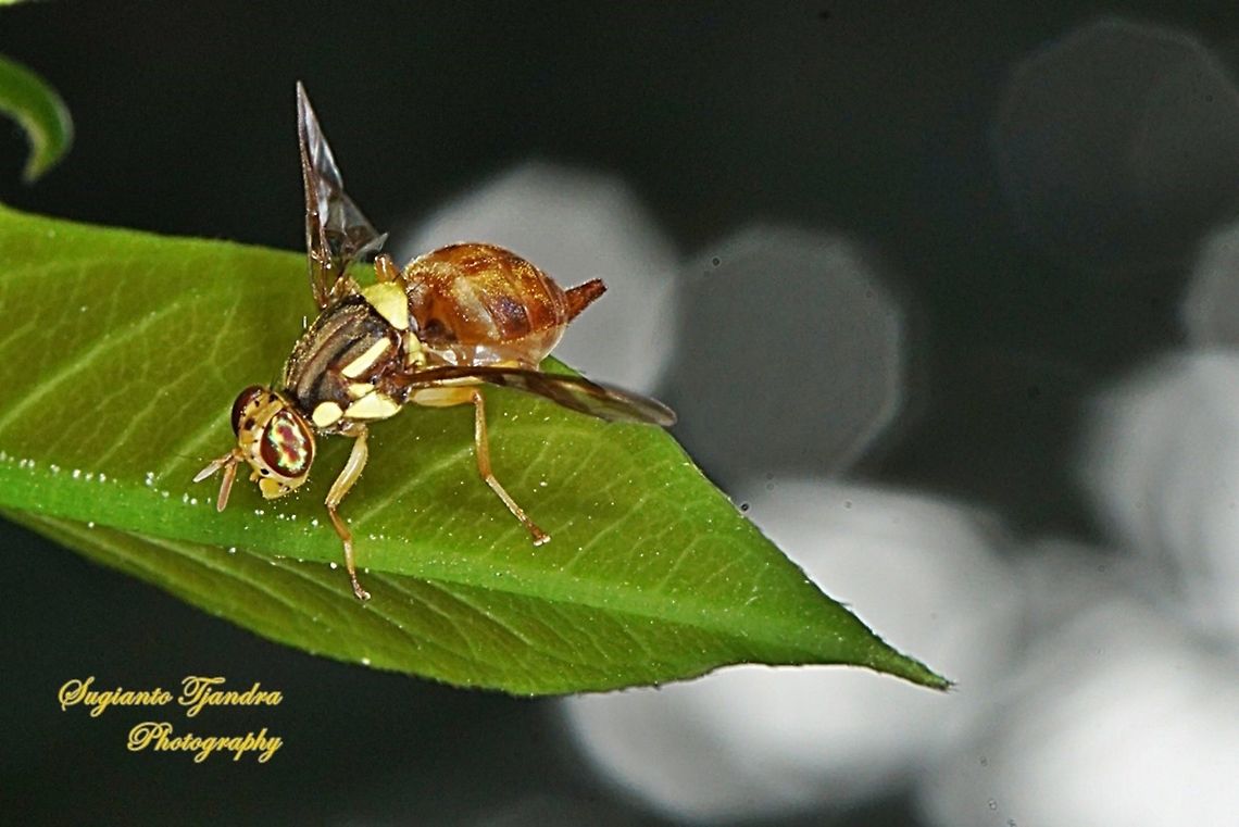 Oriental fruit fly, Bactrocera Dorsalis  Bactrocera dorsalis,Geotagged,Indonesia,Oriental Fruit Fly,Winter