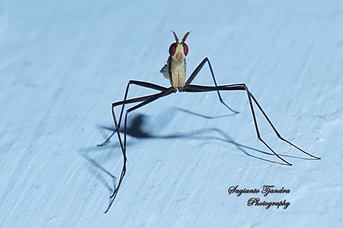 Banana Stalk fly, Neriidae  Geotagged,Indonesia,Winter