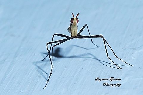 Banana Stalk fly, Neriidae  Geotagged,Indonesia,Winter