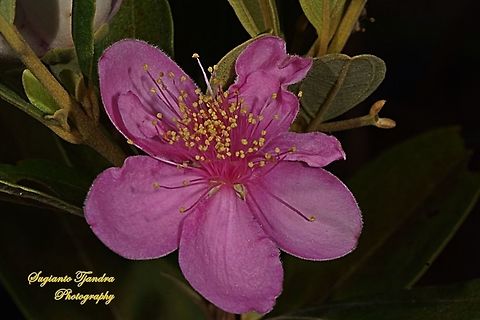 Kemunting/Rhodomyrtus tomentosa (Myrtaceae)  Geotagged,Indonesia,Rhodomyrtus tomentosa,Winter