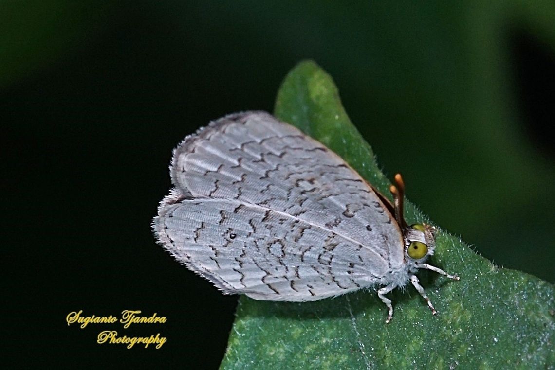 Apefly Butterfly (Spalgis epeus)  Apefly,Geotagged,Indonesia,Spalgis epeus,Winter