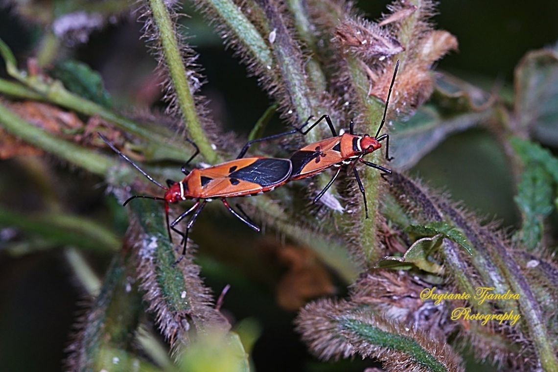 The Red Cotton Stainer (Dysdercus cingulatus) "Mating"  Dysdercus cingulatus,Geotagged,Indonesia,Red cotton bug,Winter