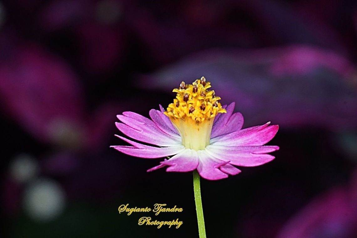 Bunga Kenikir Ungu (Cosmos caudatus)  Cosmos caudatus,Geotagged,Indonesia,Kenikir,Winter