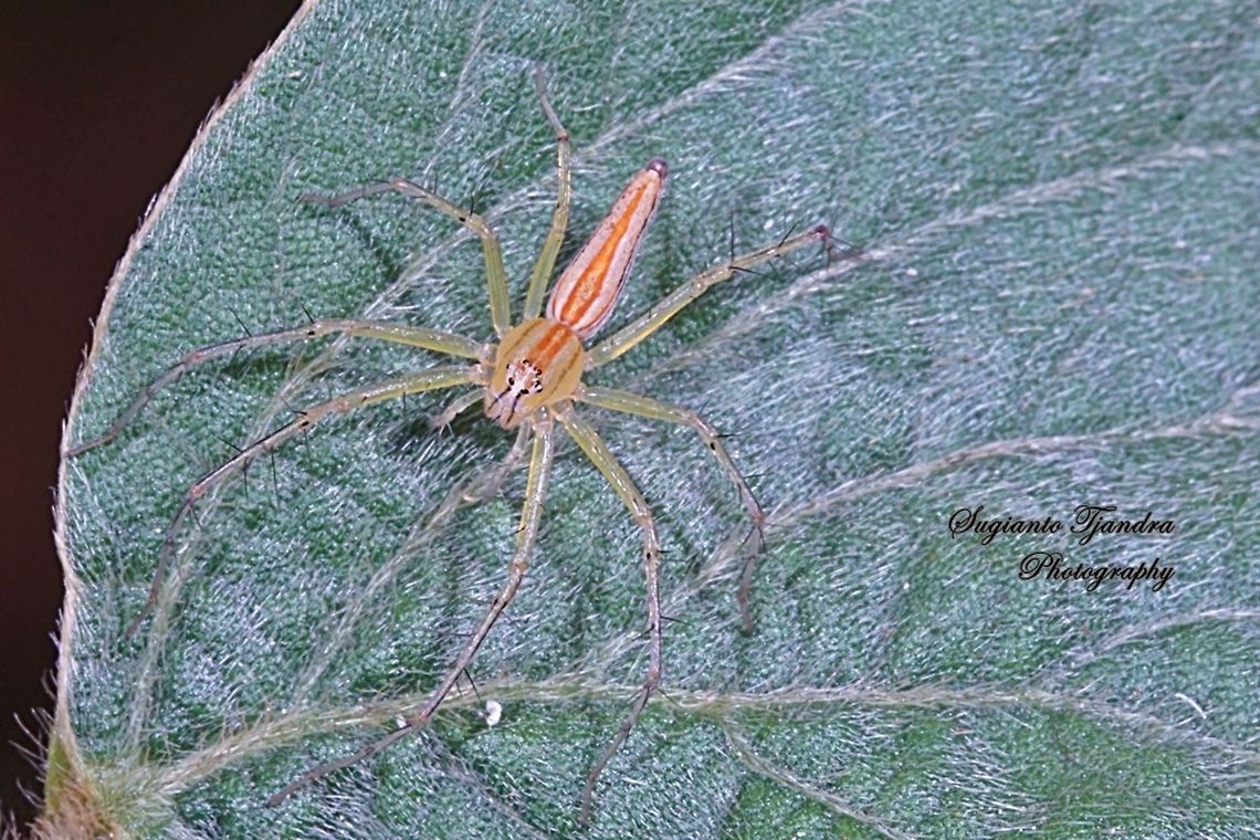 Lynx Spider  Geotagged,Indonesia,Winter