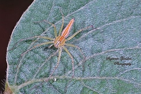 Lynx Spider  Geotagged,Indonesia,Winter