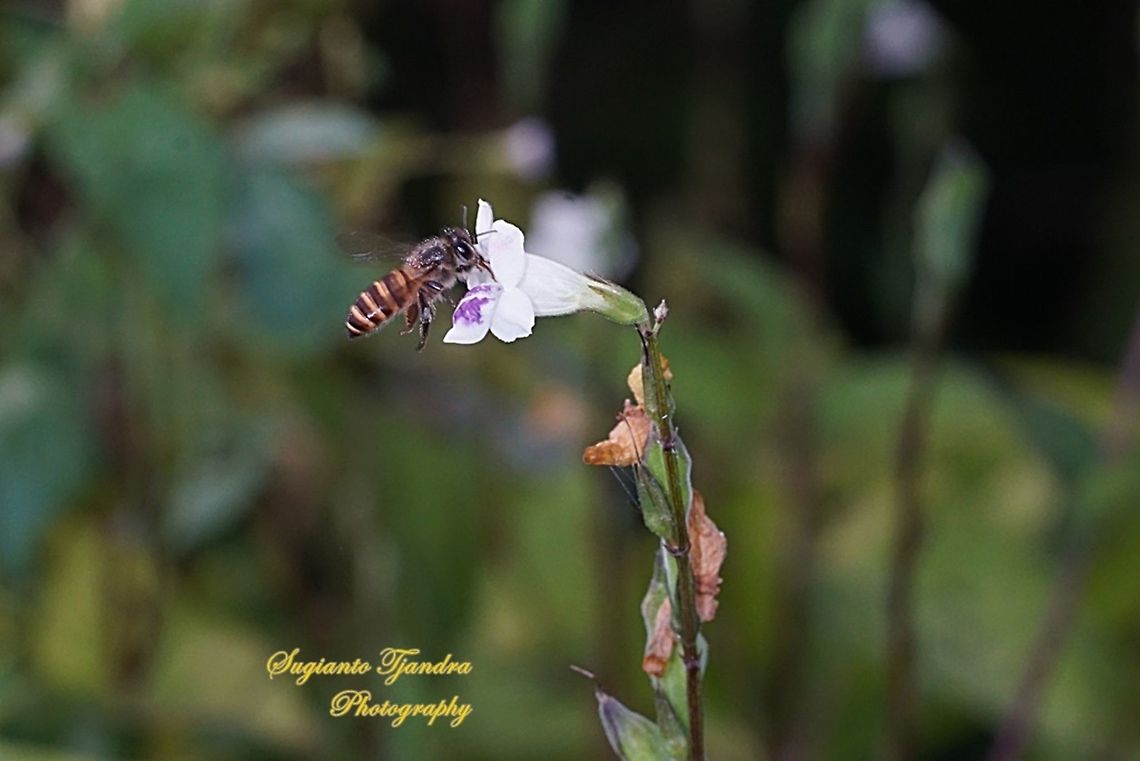 Honey Bee  Geotagged,Indonesia,Winter