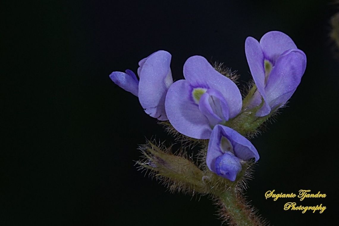 Purple flower of weeds (unknown ID)  Geotagged,Indonesia,Winter