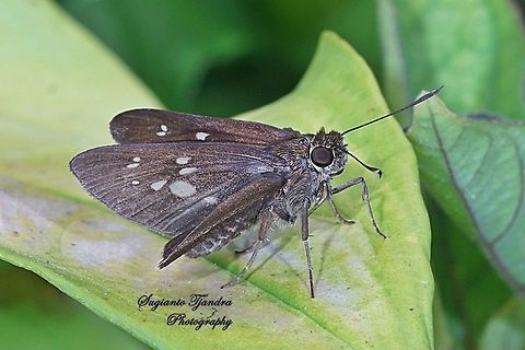 Skipper Butterfly, The Bright Long-spot Flitter (Isma damocles)  Dark branded swift,Geotagged,Indonesia,Isma damocles,Pelopidas agna,Winter
